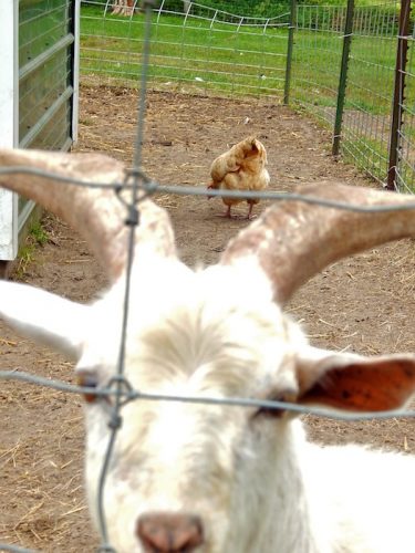 keeping-goats-with-chickens